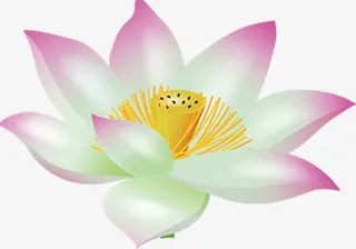 白色盛开的荷花免抠