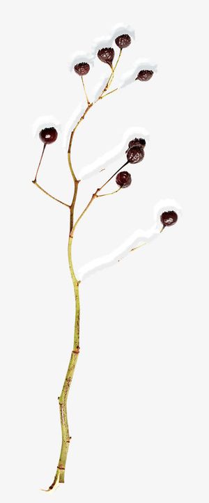 枯枝装饰素材免抠