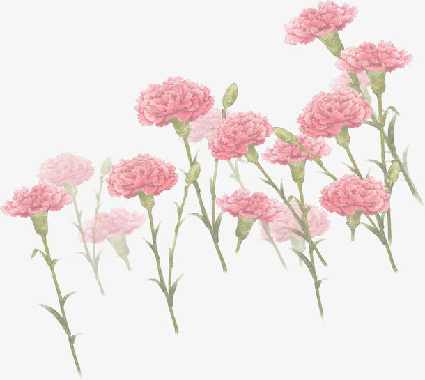 唯美手绘花园康乃馨免抠