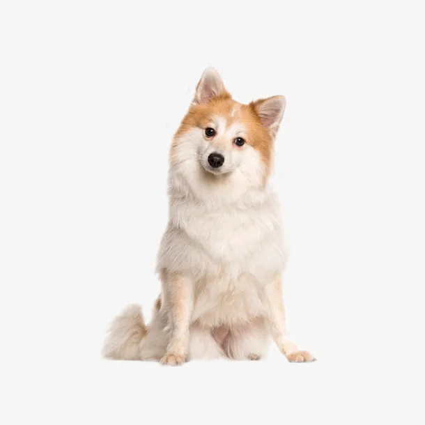 狗狗宠物PNG免抠