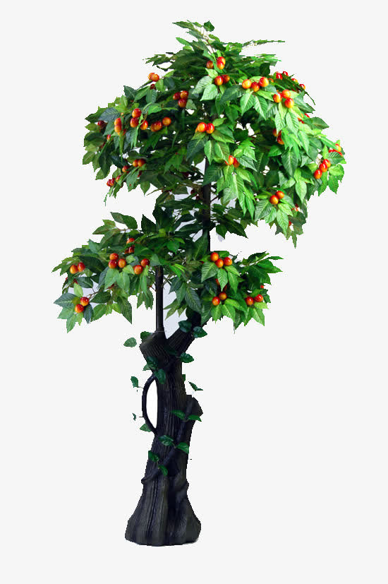 樱桃树具有树体生长迅速免抠(550*827px(72dpi))