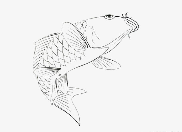 黑白手绘鲤鱼免抠