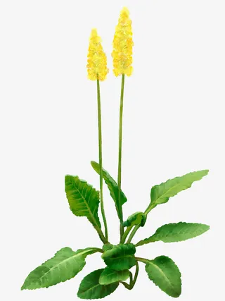 装饰图片庆典花草免抠