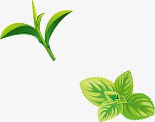绿叶免抠