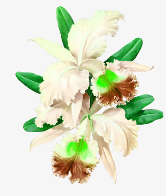 蝴蝶兰免抠