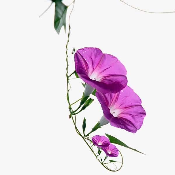紫色牵牛花花朵素材免抠