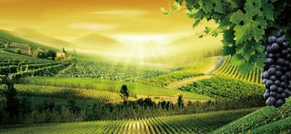 葡萄酒庄园背景免抠