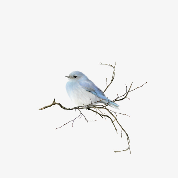 鸟免抠