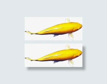 高清黄色自由金鱼免抠