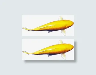 高清黄色自由金鱼免抠