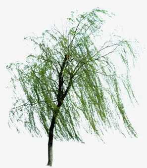 春天美化湖畔大树免抠