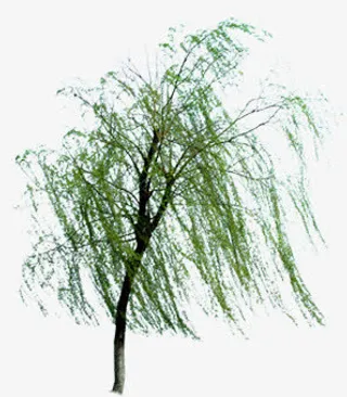 春天美化湖畔大树免抠