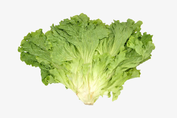 新鲜生菜免抠