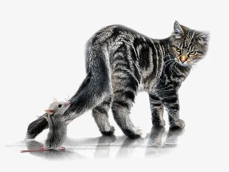 猫和老鼠免抠