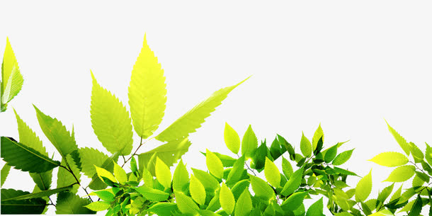 金黄色渐变颜色质感秋天植物树叶免抠