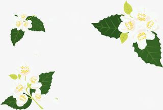 浪漫小白花边框免抠