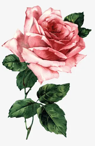 艳丽开放的粉色花朵免抠