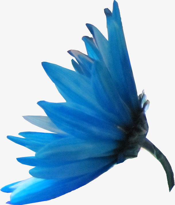 花卉免抠