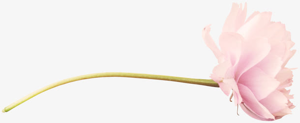 一束玫瑰花免抠