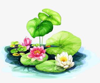 荷花荷叶专辑免抠