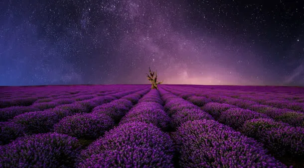 唯美浪漫花海美景免抠