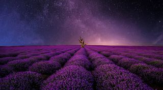 唯美浪漫花海美景免抠