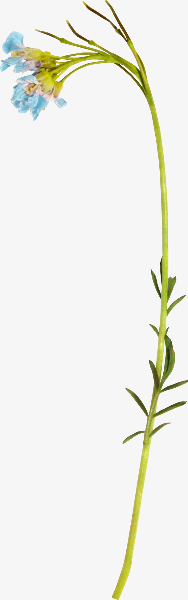 鲜花免抠
