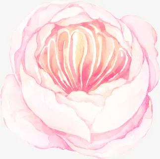 粉色的花骨朵免抠