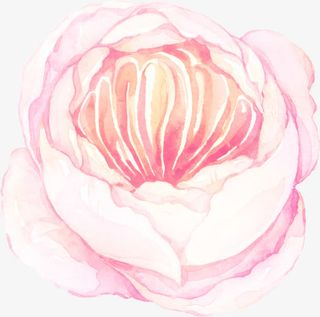 粉色的花骨朵免抠