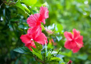 绿叶丛中的红花高清