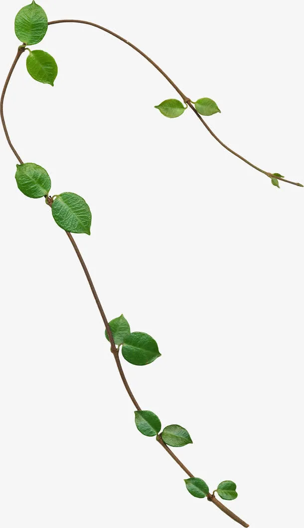 枝条叶子免抠