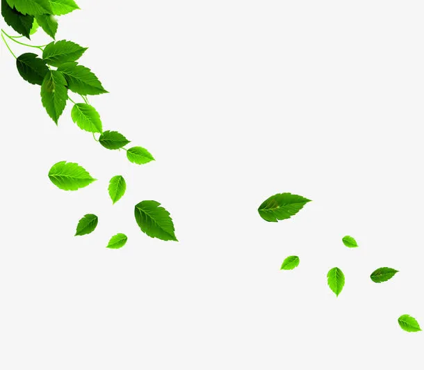 唯美漂浮树叶免抠