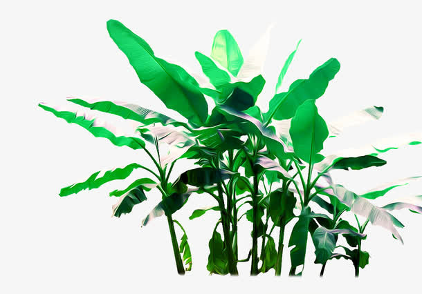 香蕉树免抠