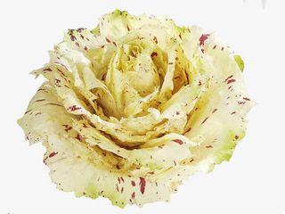 野生菊苣图片免抠