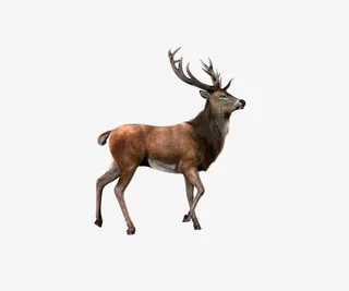 圣诞麋鹿设计免抠