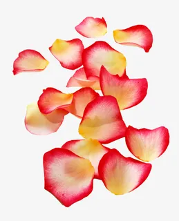 一地粉色花瓣免抠