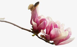 实物玉兰花免抠