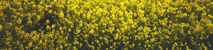 油菜花背景高清