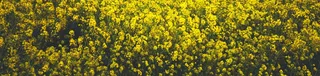 油菜花背景高清