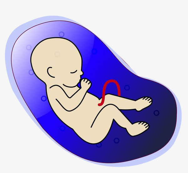 卡通手绘胎儿免抠