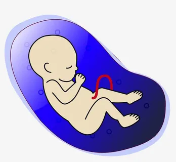 卡通手绘胎儿免抠