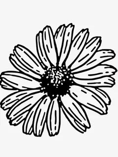 菊花矢量图免抠