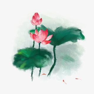 立夏盛开的荷花免抠