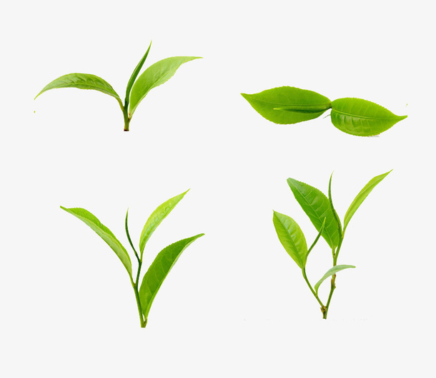 生机绿叶免抠