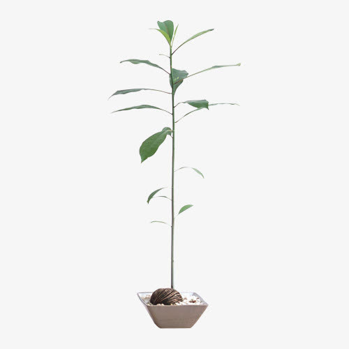 盆栽免抠