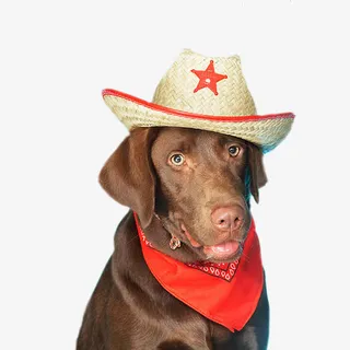 可爱的狗狗免抠