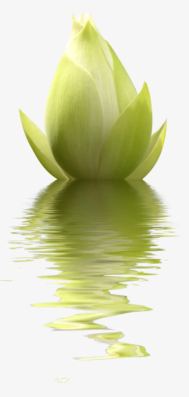 没开花的花朵免抠