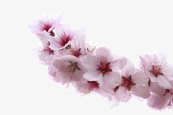一支杏花免抠