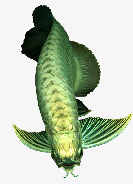 过背金龙鱼免抠