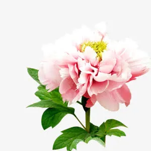 一朵花免抠